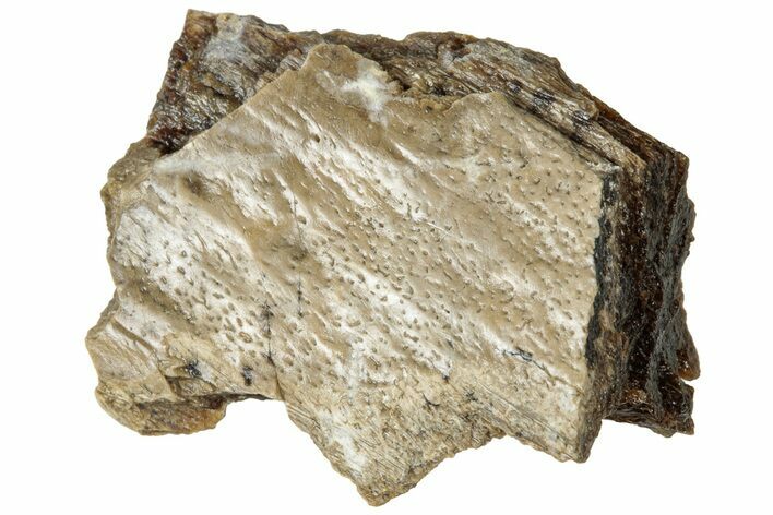 Fossil Tyrannosaur (T rex) Bone Section - Wyoming #313885